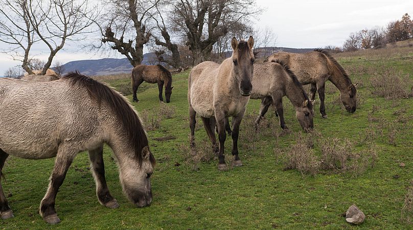 the call of the wild on safari in bulgarias rhodope mountains 1 AdJI4LAf