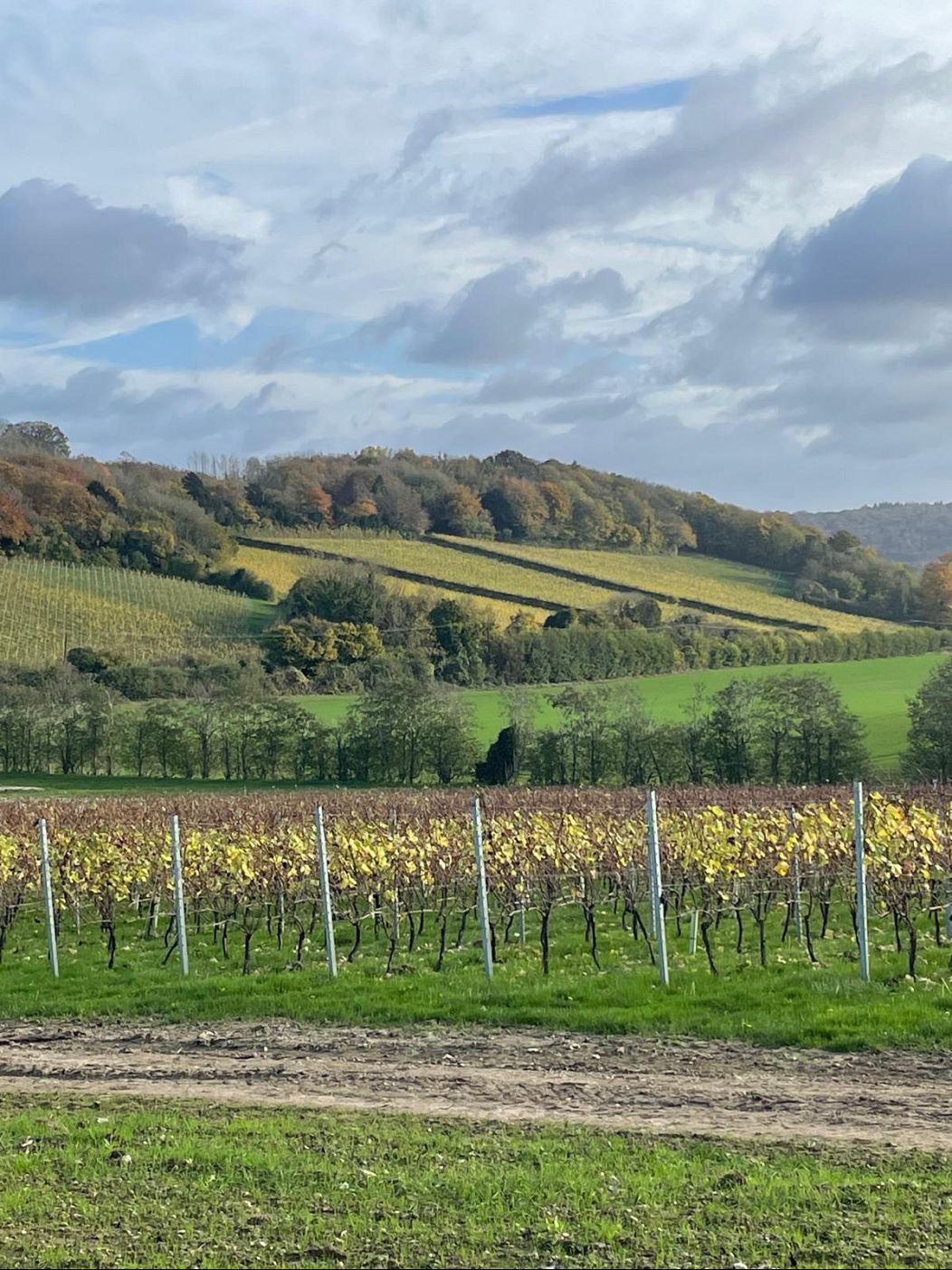 why french winemakers are buying up huge swaths of land in southern england 2 Q1Gc3cz5