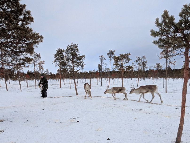 ‘People are not props’: The Sámi reindeer herders fighting stereotypes to build ethical tourism 1 people are not props the s mi reindeer herders fighting stereotypes to build ethical tourism E58Sb3KQ