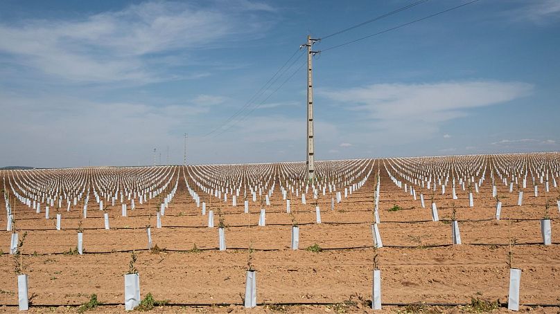 ‘An ecocide’: How olive oil giants are using a mega dam to take over Portugal’s growing region 2 an ecocide how olive oil giants are using a mega dam to take over N8a1EhAQ