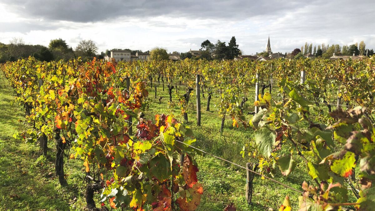 brussels bets on alcohol free wine as drinking habits across eu change p6QsEWp1
