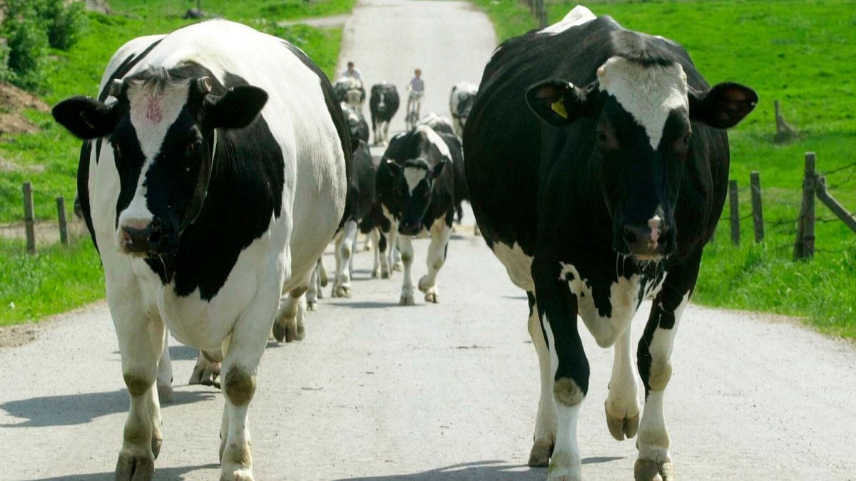 concerns over the spread of foot and mouth disease grows amongst croatian farmers Zq4MXeeT