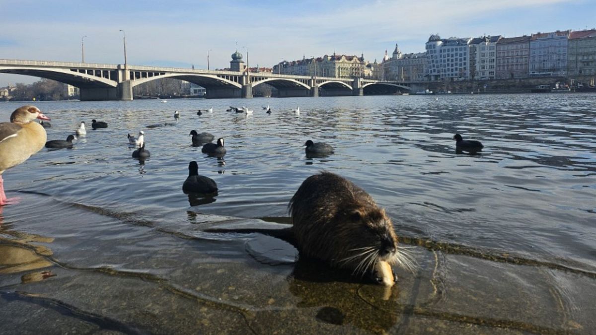 has europes booziest city turned dry exploring pragues sober side UgRvQcXv