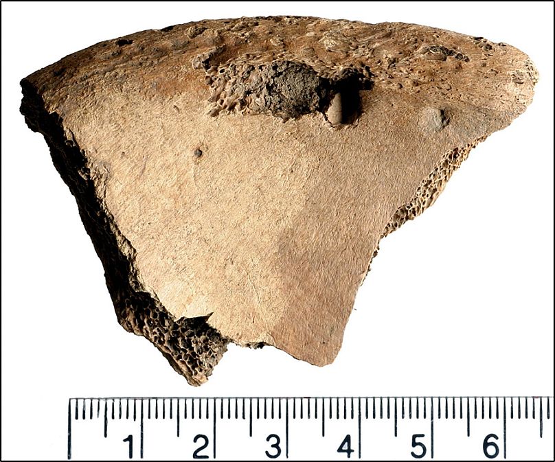 Lions vs Gladiators? Archaeologists find gruesome evidence of ancient Roman bloodsports in York 1 lions vs gladiators archaeologists find gruesome evidence of ancient roman bloodsports in york 0 ZdF26A1g