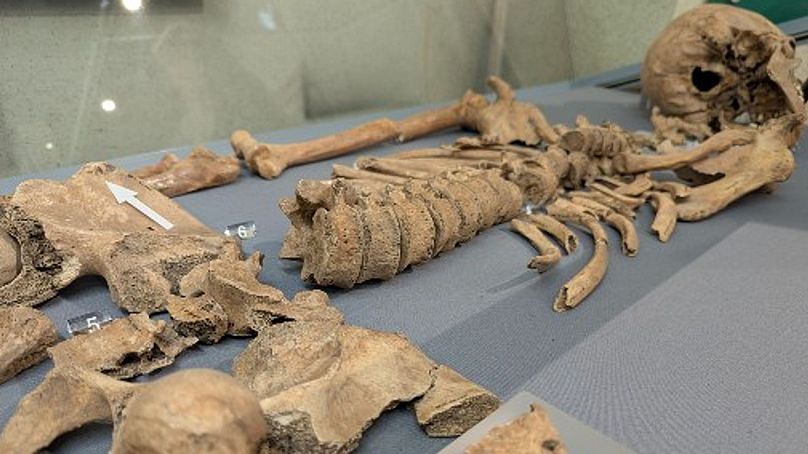 Lions vs Gladiators? Archaeologists find gruesome evidence of ancient Roman bloodsports in York 2 lions vs gladiators archaeologists find gruesome evidence of ancient roman bloodsports in york 1 KmkgH7bg