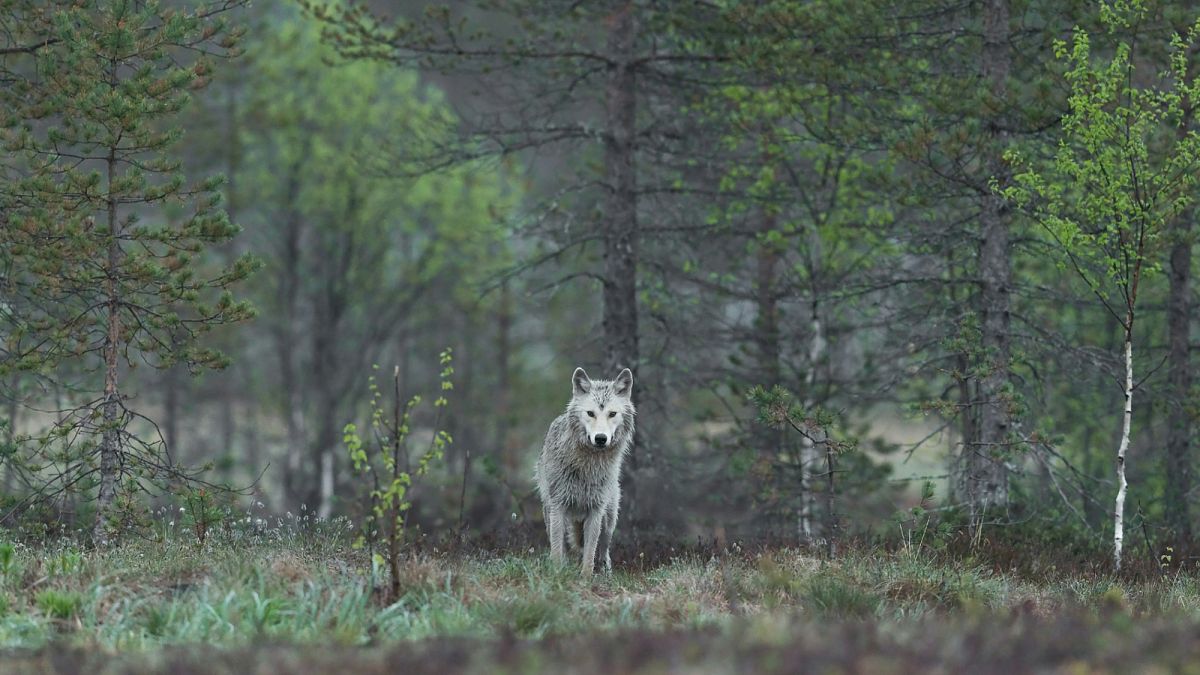 these tracking holidays offer total immersion into the world of europes wolves wquABDih