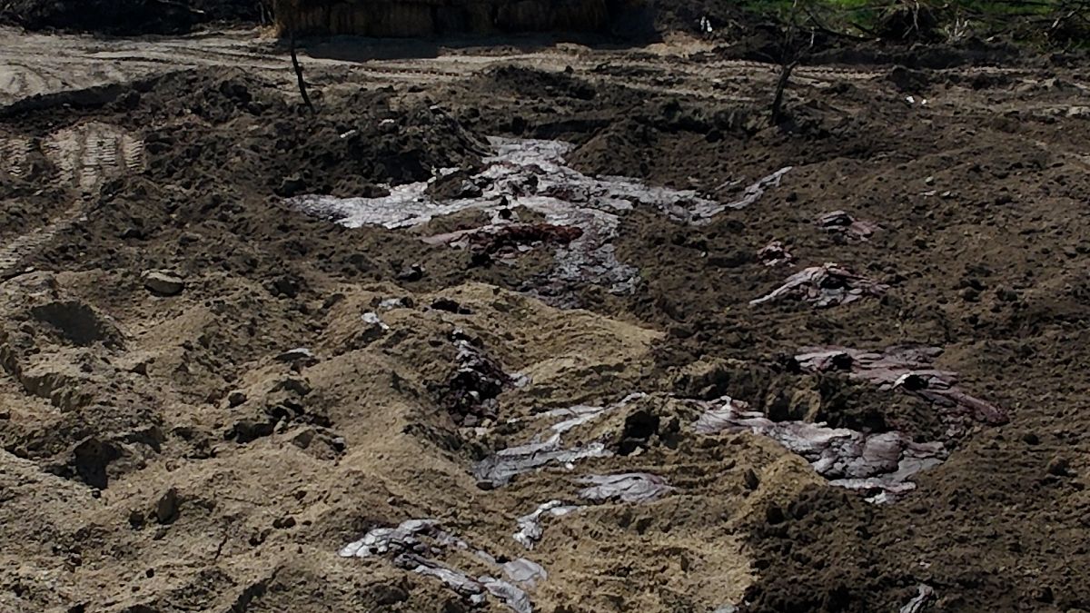 videos of foot and mouth burial site in hungary alarm local residents
